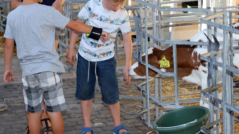 Two children are standing in a barn and looking at a calf. There are stalls and feed buckets in the background.