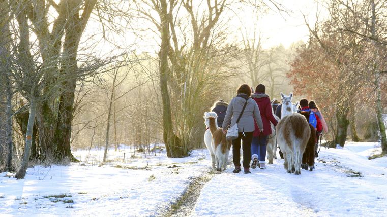 A group of people is hiking on a snowy path with llamas. The trees are wintry, surrounded by frosty light.