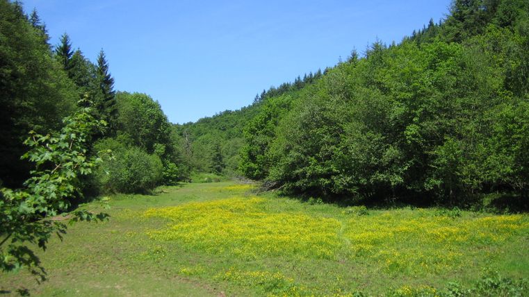 Grüne Wiese mit gelben Blumen, umgeben von Wald im Salmtal, Eifelsteig.