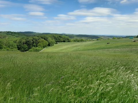 Een uitgestrekt weiland met groen gras en zachte heuvels op de achtergrond. De lucht is helder en blauw.