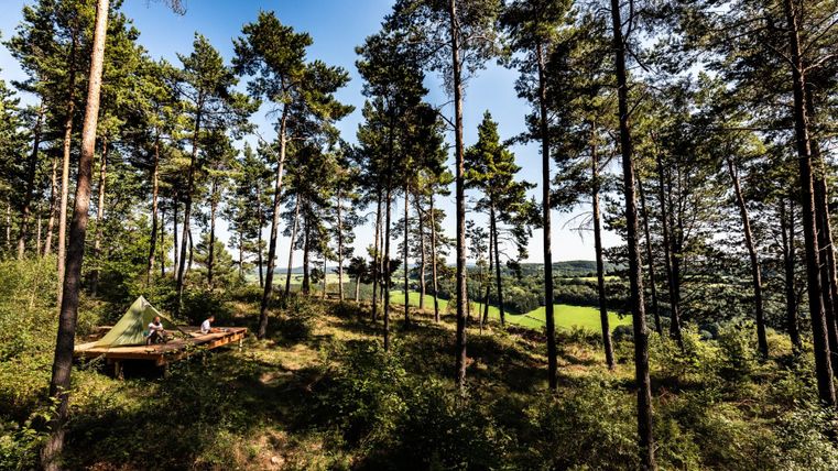 Ein ruhiger Wald mit hohen Bäumen und viel Grün. Im Vordergrund sieht man eine Zelt- oder Campinglandschaft.