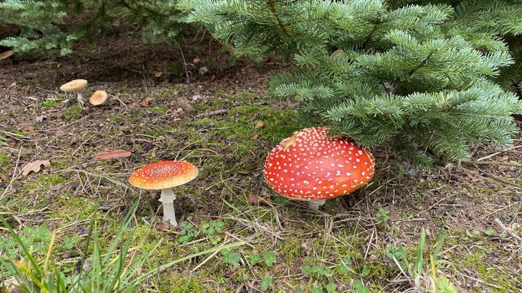 Red fly agarics grow in the forest floor, surrounded by green needles and grass. The mushrooms have distinctive white spots on their cap.
