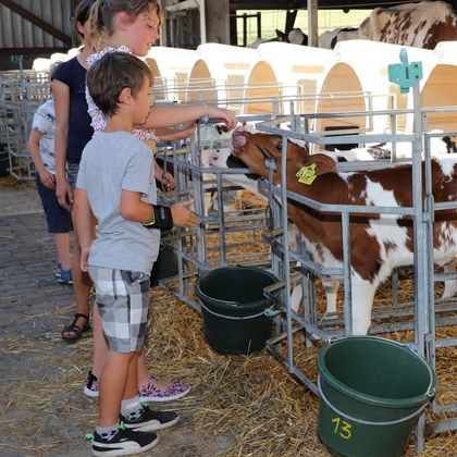 A boy is feeding a calf in a stable while a girl watches. Around them are more animals and buckets.