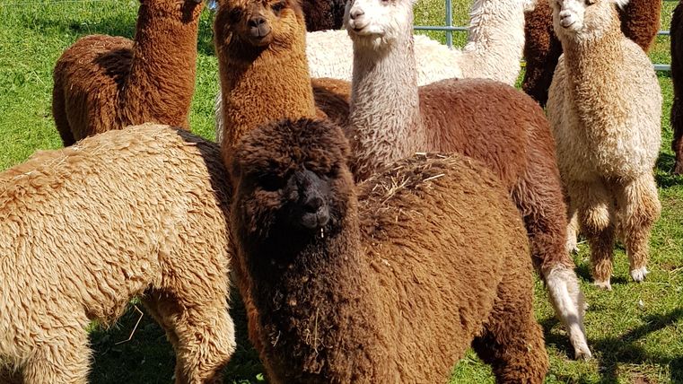 Eine Gruppe von Alpakas steht auf einer grünen Wiese. Sie haben unterschiedliche Farben und eine lockige Fellstruktur.
