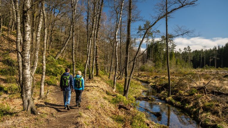 Two hikers are walking along a path through a forest with trees and a small stream. The sun is shining and the sky is clear.