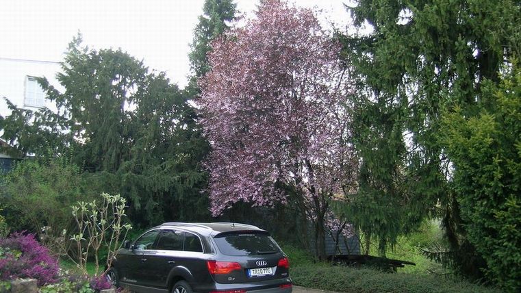 Ein schwarzes Auto steht auf einer gepflasterten Auffahrt, umgeben von hohen Bäumen und einem blühenden Kirschbaum. Die Umgebung ist grün und leicht bewölkt.