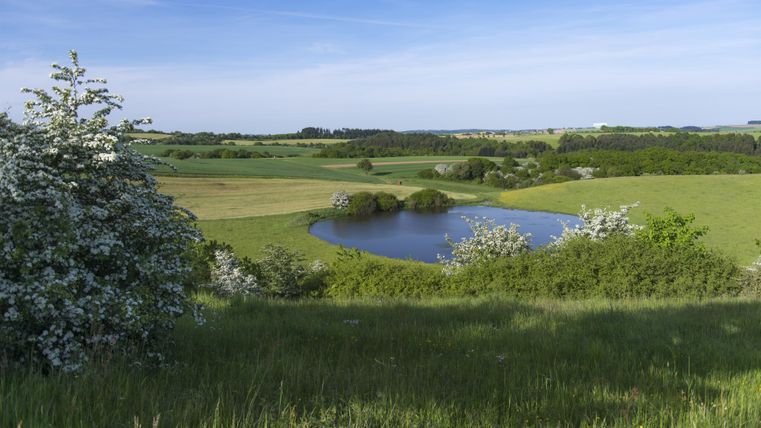 Eine schöne Landschaft mit sanften Hügeln und einem ruhigen Teich. Üppiges Grün und blühende Sträucher umgeben die Szenerie.