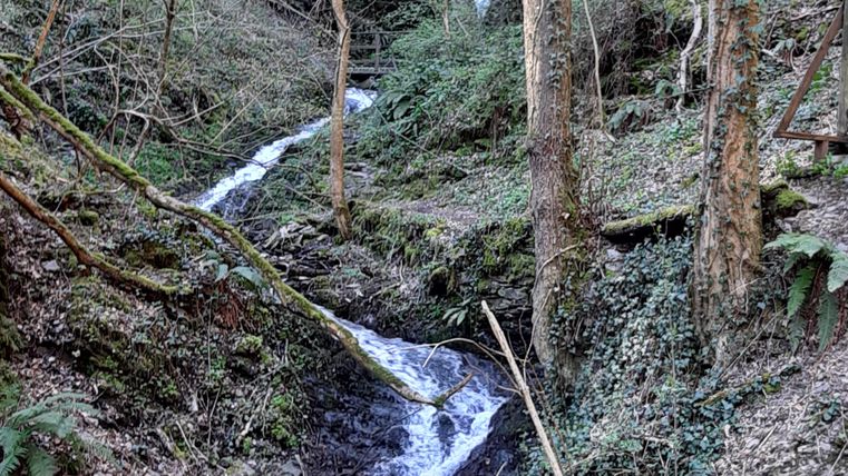 A picturesque forest with a small waterfall and a babbling brook. The trees surround the scene and give the environment a tranquil atmosphere.