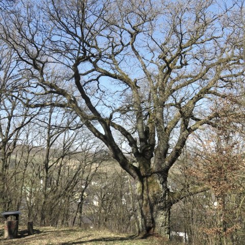 Alte Eiche komplett, &copy; TI Kelberg / A. Meyfarth-Staub