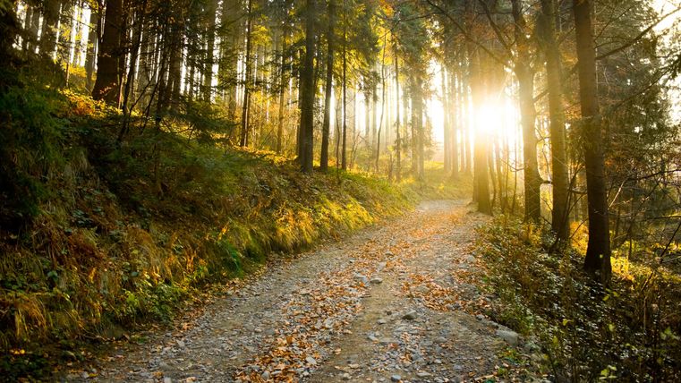 Een mooie, zonnige weg door een bos. De zon schijnt door de bomen en creëert een warme sfeer.