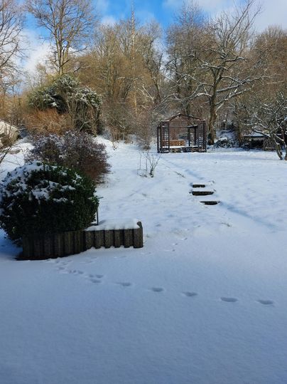 Ein verschneiter Garten mit Fußspuren im Schnee. Im Hintergrund sind Bäume und eine Gartenbank sichtbar.