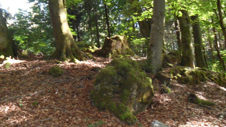 A quiet forest with tall trees and moss-covered stones. Dry leaves cover the ground, creating a natural atmosphere.