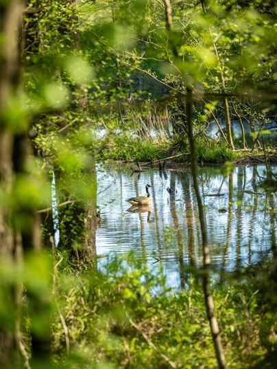 A peaceful pond in nature, surrounded by trees and green foliage. A goose gently swims on the surface of the water.