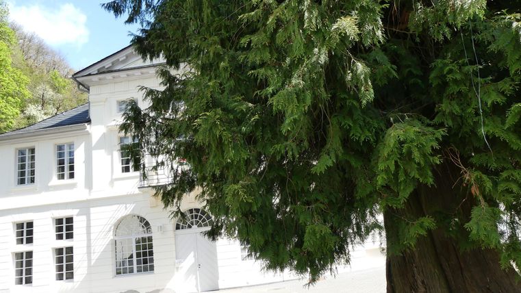 An elegant white building surrounded by trees. In the foreground, there is a large green tree.