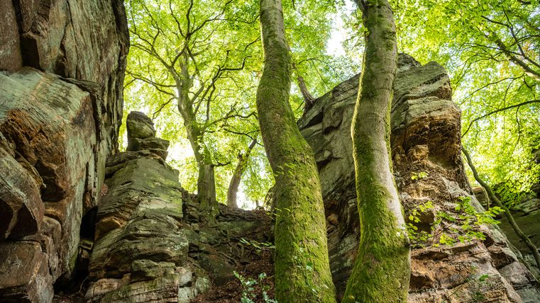 View of moss-covered trees and rocks in a wooded area.