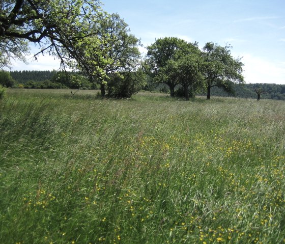 Eifelsteig stage 13: Landscheid, © Eifel Tourismus