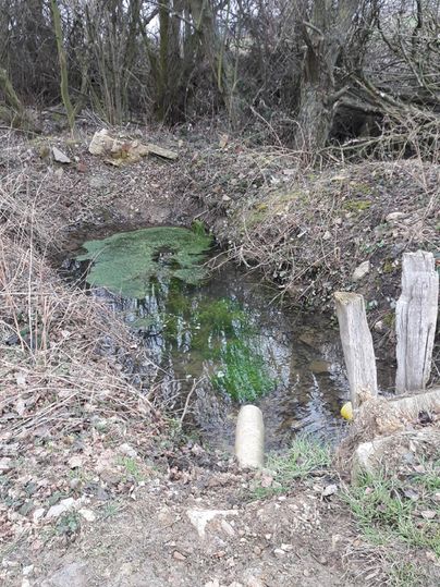 Een kleine stroom met groen water en algen. De oevers zijn omgeven door droge takken en gras.