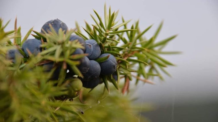 Ein Zweig mit blauen Beeren und grünen, stacheligen Blättern. Die Pflanzen wachsen in einer natürlichen Umgebung.