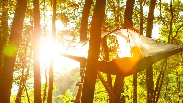 Tree tent in the forest in the sun