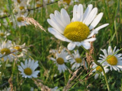 Ein blühendes Feld mit weißen Gänseblümchen und grünem Gras. Die Blumen strahlen in der Sonne.