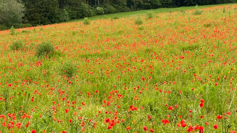 Poppy meadow