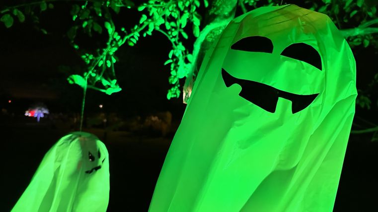 Twee groene draken in de boom