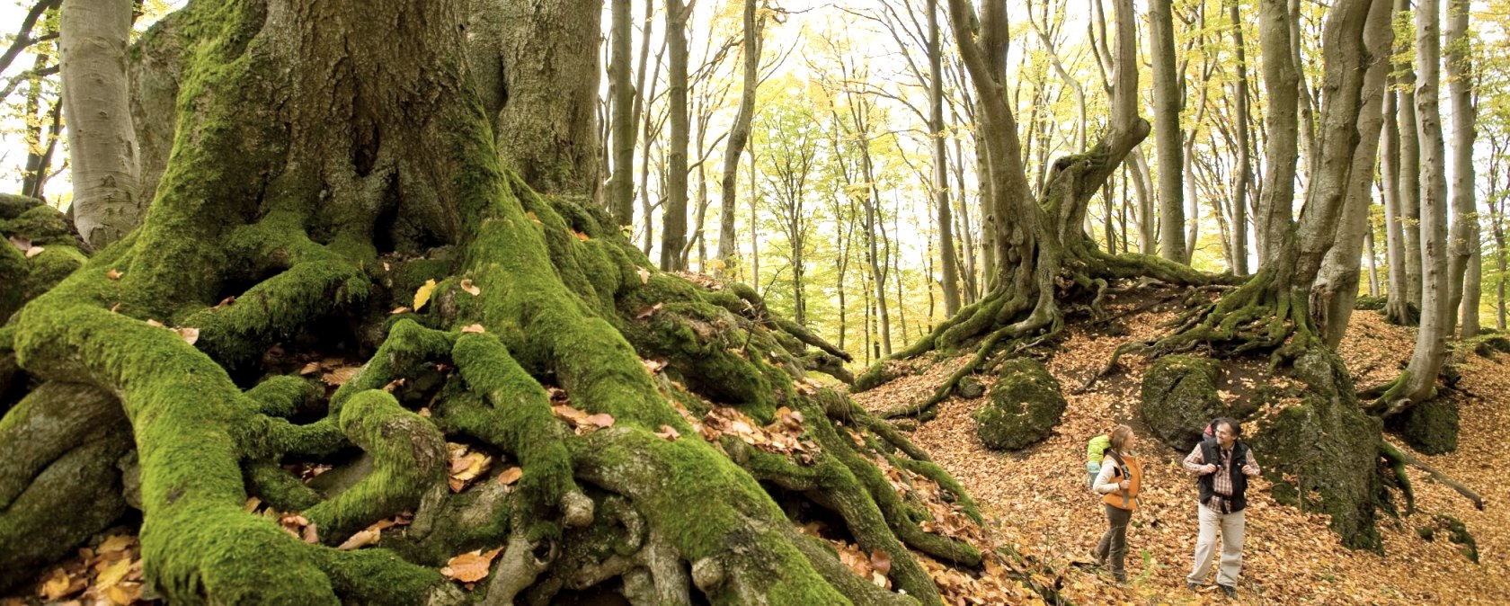 Het herfstbos op etappe 10 van de Eifelsteig, © Rheinland-Pfalz Tourismus/D. Ketz