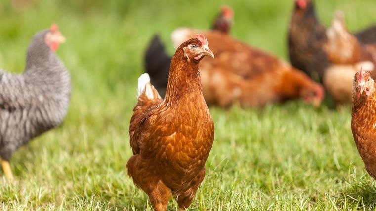 Een groep kippen op een groene wei. De afbeelding toont verschillende kippen in verschillende kleuren en maten.