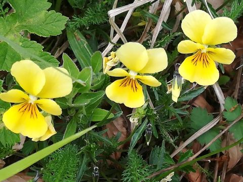 Drie gele bloemen met zwarte strepen bloeien tussen groen loof. Ze staan in een natuurlijke omgeving met gras en kleine planten.