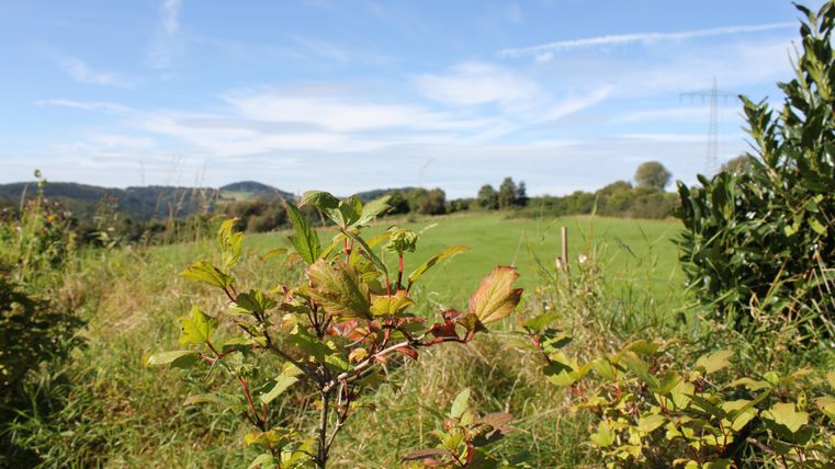 Een groen veld met zachte heuvels op de achtergrond onder een heldere blauwe lucht. Op de voorgrond groeien enkele struiken met kleurrijke bladeren.