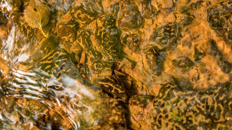 Close-up of flowing water over stones covered with algae and leaves. The colors are earthy and greenish.