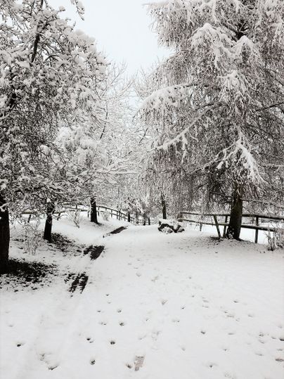 Ein verschneiter Weg, umgeben von schneebedeckten Bäumen. Die Landschaft wirkt ruhig und winterlich.