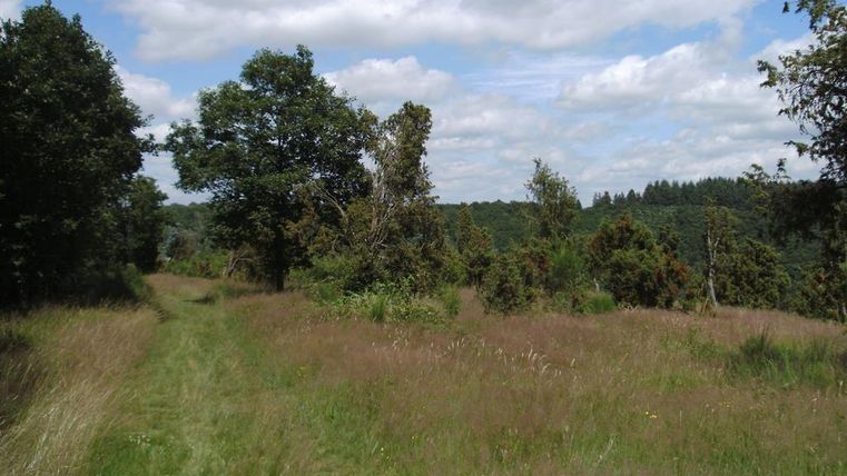 Ein schmaler Weg führt durch eine grüne Wiese, umgeben von Bäumen. Der Himmel ist blau mit einigen Wolken.