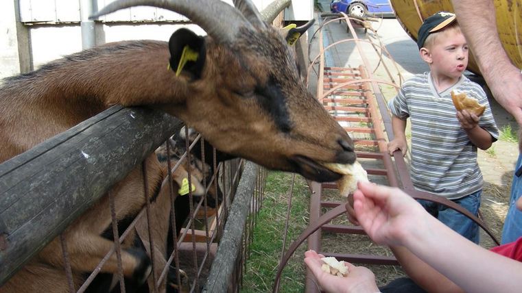 A goat is eating feed from a child's hand. In the background, other children are watching the scene.