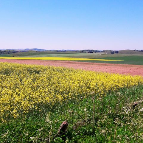 Eine blühende Landschaft mit weitläufigen Feldern in verschiedenen Grüntönen und einem leuchtend gelben Blumenfeld. Der Himmel ist klar und blau.