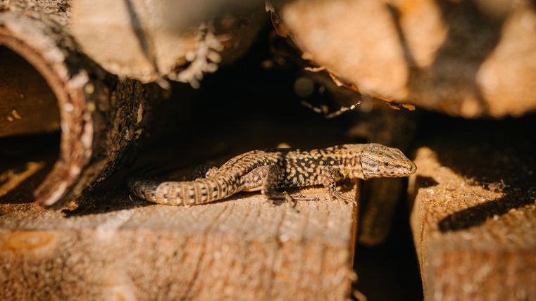 A small lizard is lying on a pile of wood. The sun is shining and creating a warm light.