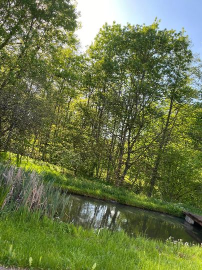 A quiet pond surrounded by green trees and fresh vegetation. The sunlight filters through the leaves, creating a peaceful atmosphere.