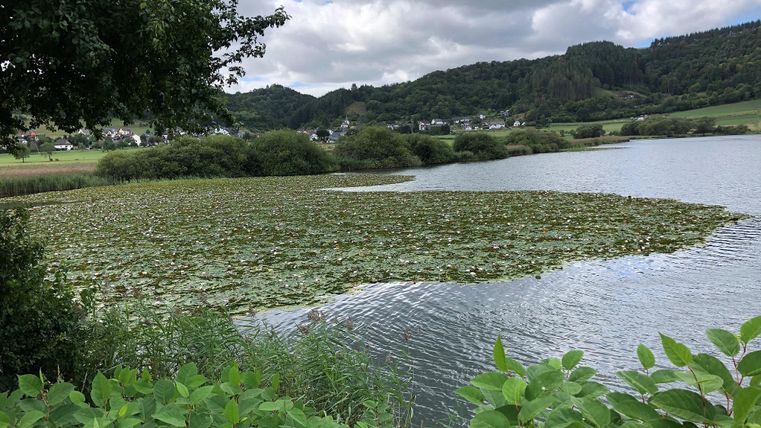 A quiet lake with water lilies and gentle hills in the background. The sky is overcast and the surroundings feel green and inviting.