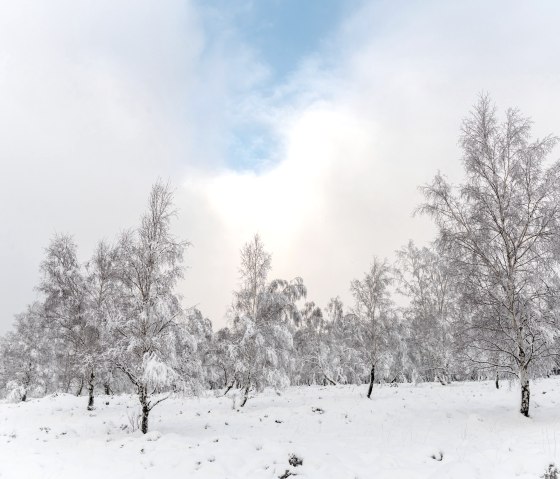 Struffelt heath with snow, &copy; Eifel Tourismus GmbH, D. Ketz
