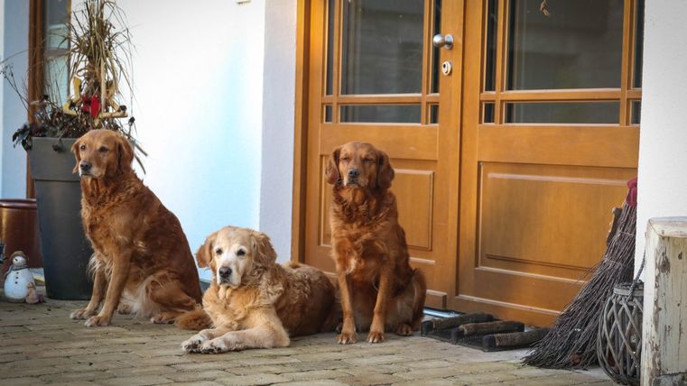 Drie honden zitten voor een voordeur. De eerste hond ligt ontspannen, terwijl de anderen rechtop zitten.