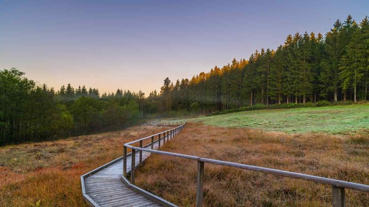 Ein schöner Holzweg windet sich durch eine malerische Landschaft mit Rasen und Bäumen. Die Morgenstimmung schafft eine ruhige und friedliche Atmosphäre.