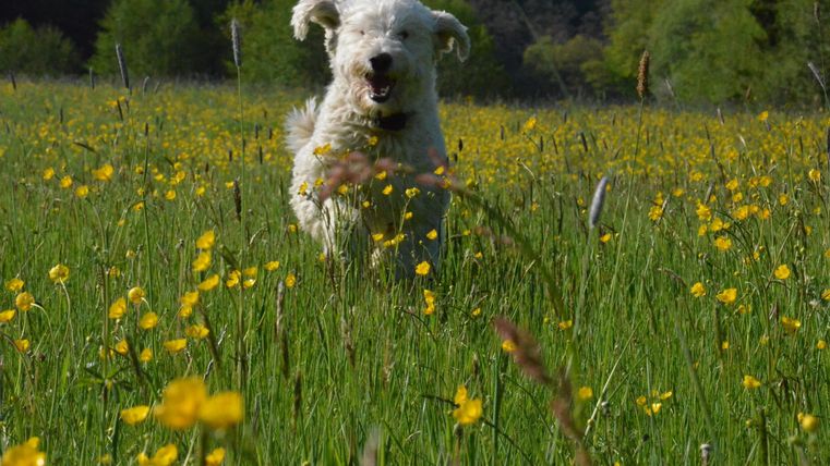 Ein fröhlicher Hund steht in einem blühenden Feld voller gelber Blumen. Im Hintergrund sind grüne Bäume und eine ruhige Landschaft zu sehen.