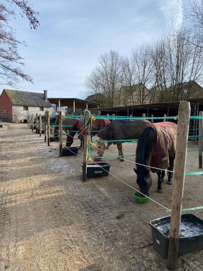 Eine Pferdeweide mit mehreren Pferden, die in Stallungen stehen. Im Hintergrund sind Bäume und ein rotes Gebäude zu sehen.