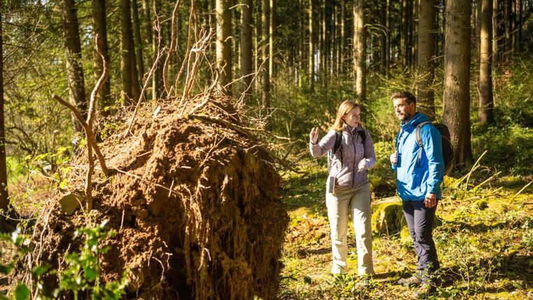Two people are standing in a forest and observing a fallen tree stump. The surroundings are green and sunny, with many trees in the background.