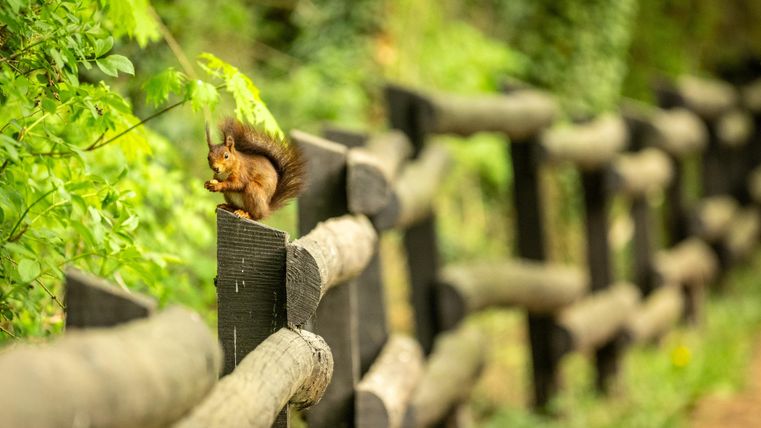 A squirrel is sitting on a wooden fence. In the background, green trees and plants can be seen.