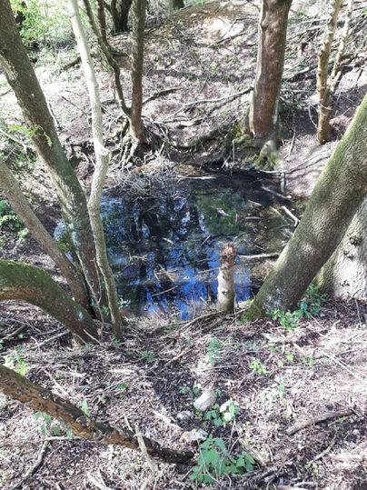 Ein kleiner Teich im Wald, umgeben von Bäumen und frischem Grün. Die Wasseroberfläche spiegelt das Licht der Sonne wider.