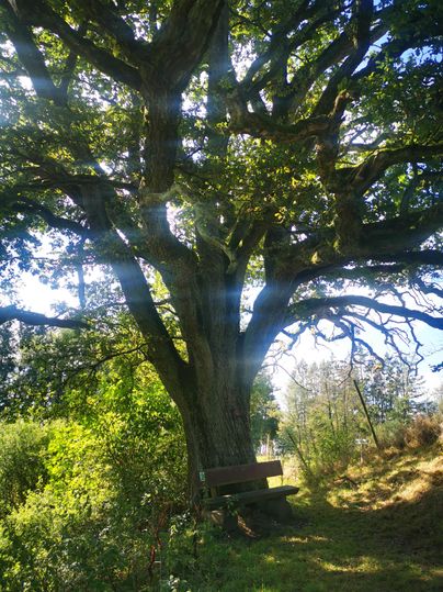 Een grote boom met uitgestrekte takken staat in een groene omgeving. Onder de boom bevindt zich een bank die uitnodigt om te blijven zitten.