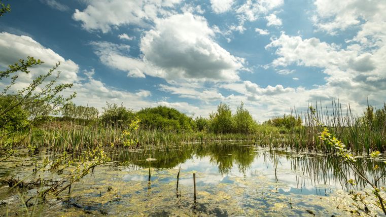A calm pond with reeds and bushes under a cloudy sky.