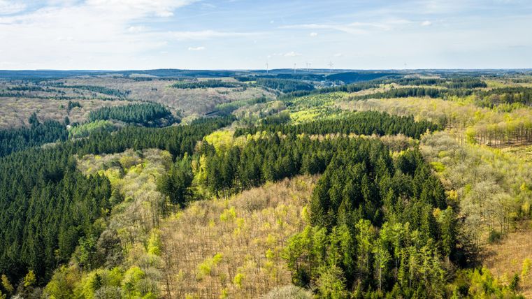 A wide, green landscape with gentle hills and various types of trees. The sky is clear and blue, perfect for nature lovers.