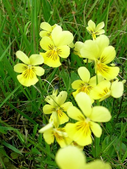 Een groep gele bloemen bloeit te midden van groen gras. De bloemen hebben fijne, donkergele strepen op de bloemblaadjes.